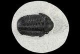 Detailed Gerastos Trilobite Fossil - Morocco #117793-2
